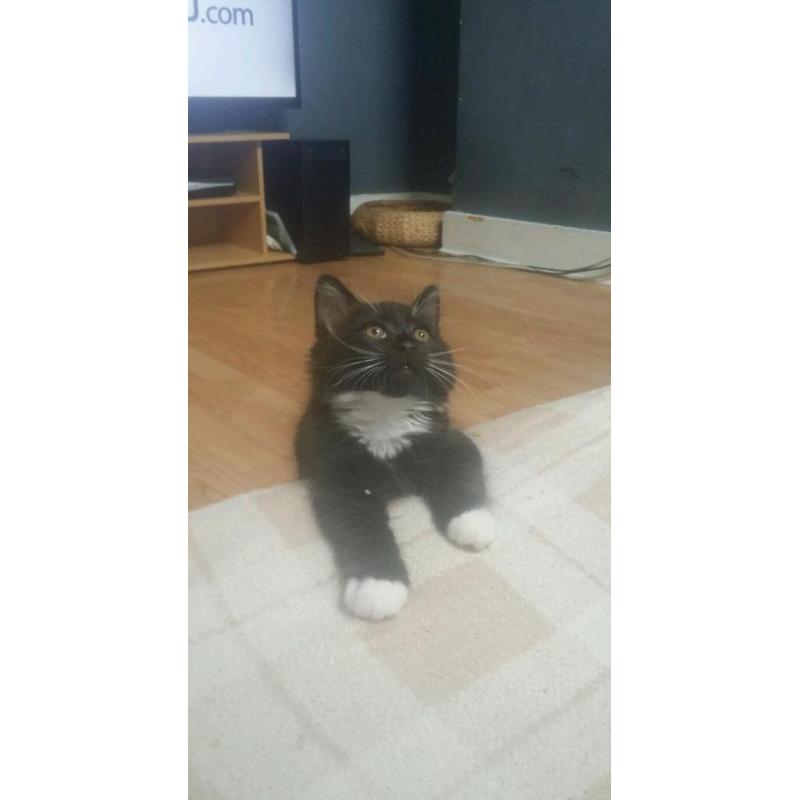 Boy kitten for sale 8 weeks