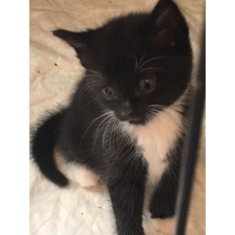 Fun, friendly kittens