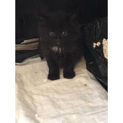 Fun, friendly kittens