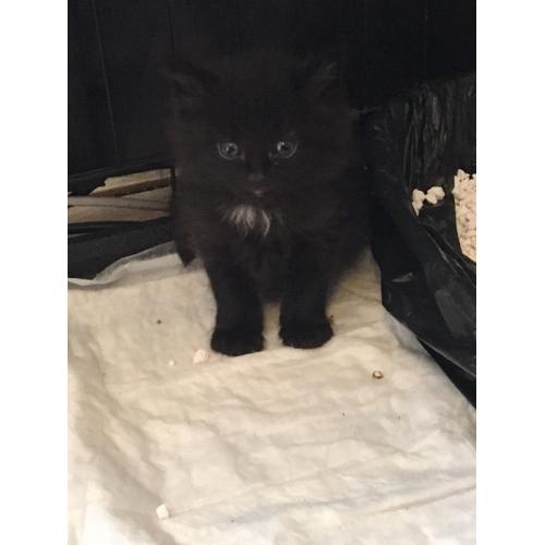 Fun, friendly kittens