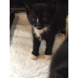 Fun, friendly kittens