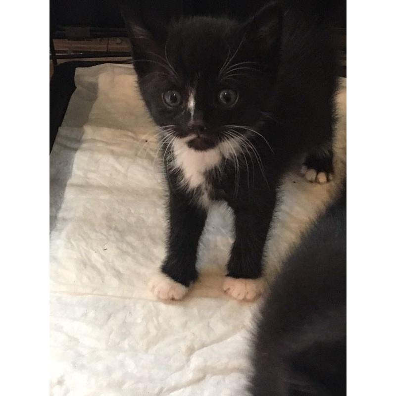 Fun, friendly kittens