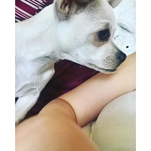 6 month old chihouha male puppy