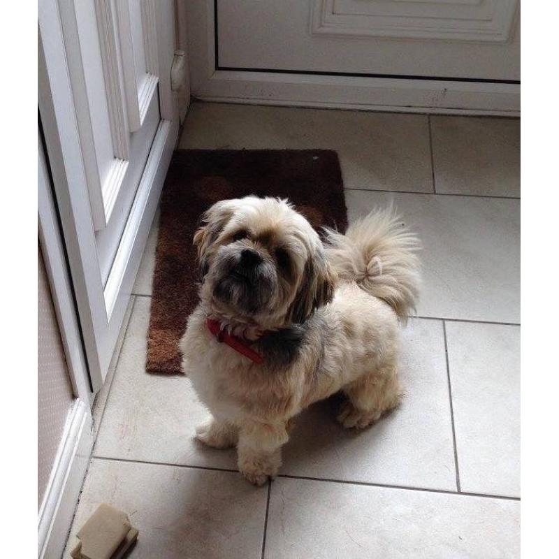 3 Year old Lhasa Apso dog for re-homing
