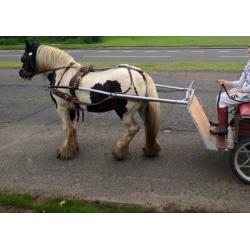 Ride and drive cob mare