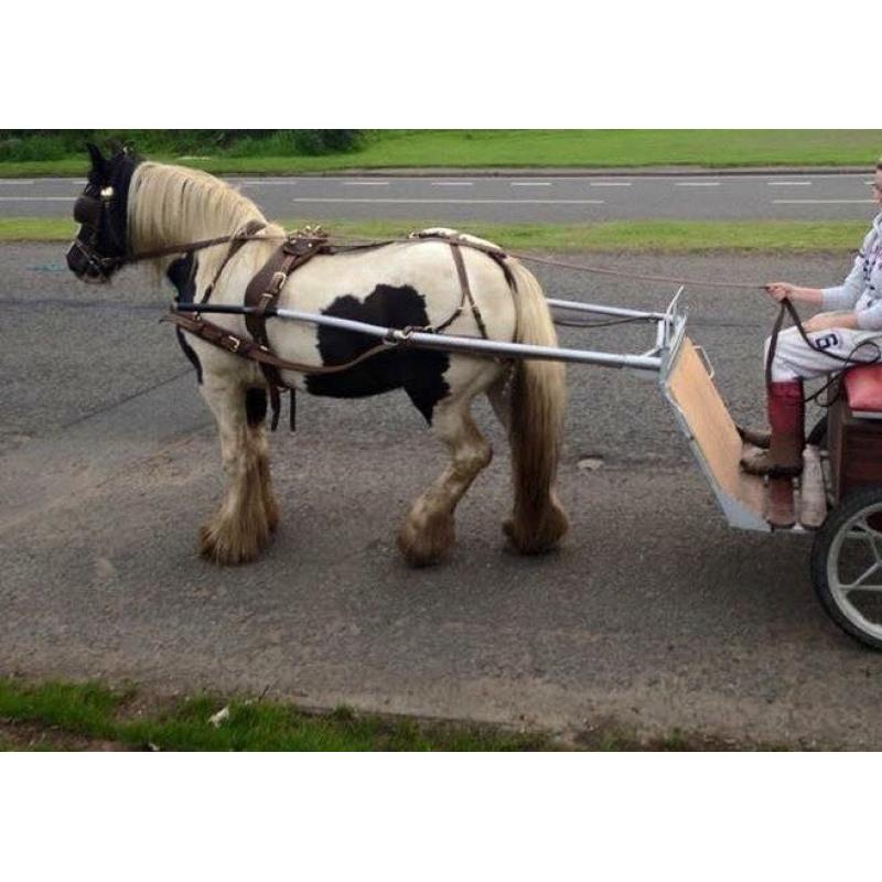 Ride and drive cob mare