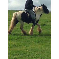 Ride and drive cob mare