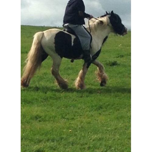 Ride and drive cob mare