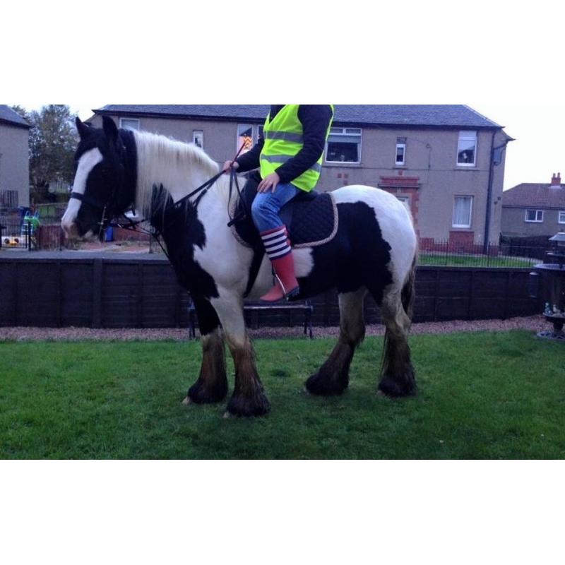 Ride and drive cob mare