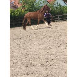 backing and schooling services