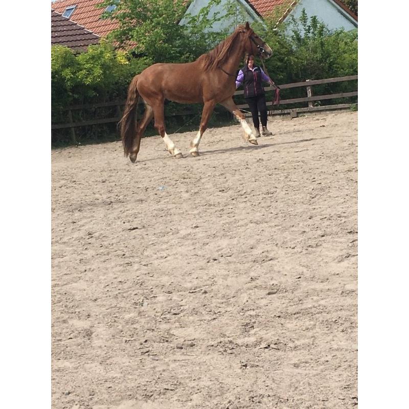 backing and schooling services