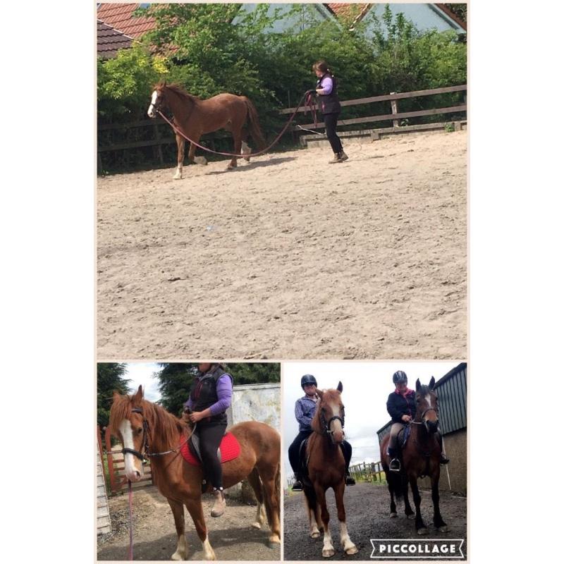 backing and schooling services
