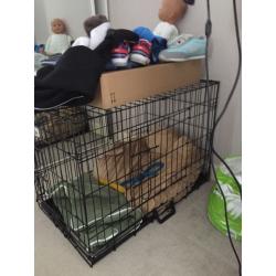 Medium sized cage was used for staffy