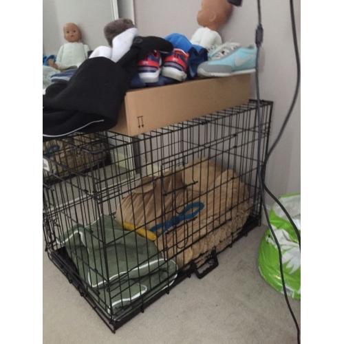 Medium sized cage was used for staffy