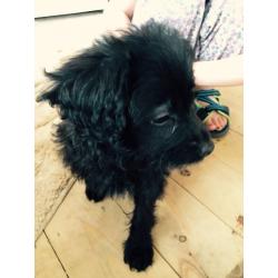 Beautiful Pomeranian x poodle pups