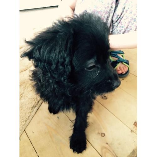 Beautiful Pomeranian x poodle pups