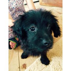 Beautiful Pomeranian x poodle pups