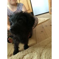 Beautiful Pomeranian x poodle pups