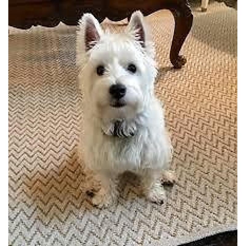 Westie