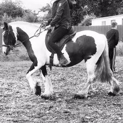 Gorgeous 14'2/3 Gypsy Cob for part loan