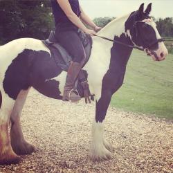 Gorgeous 14'2/3 Gypsy Cob for part loan