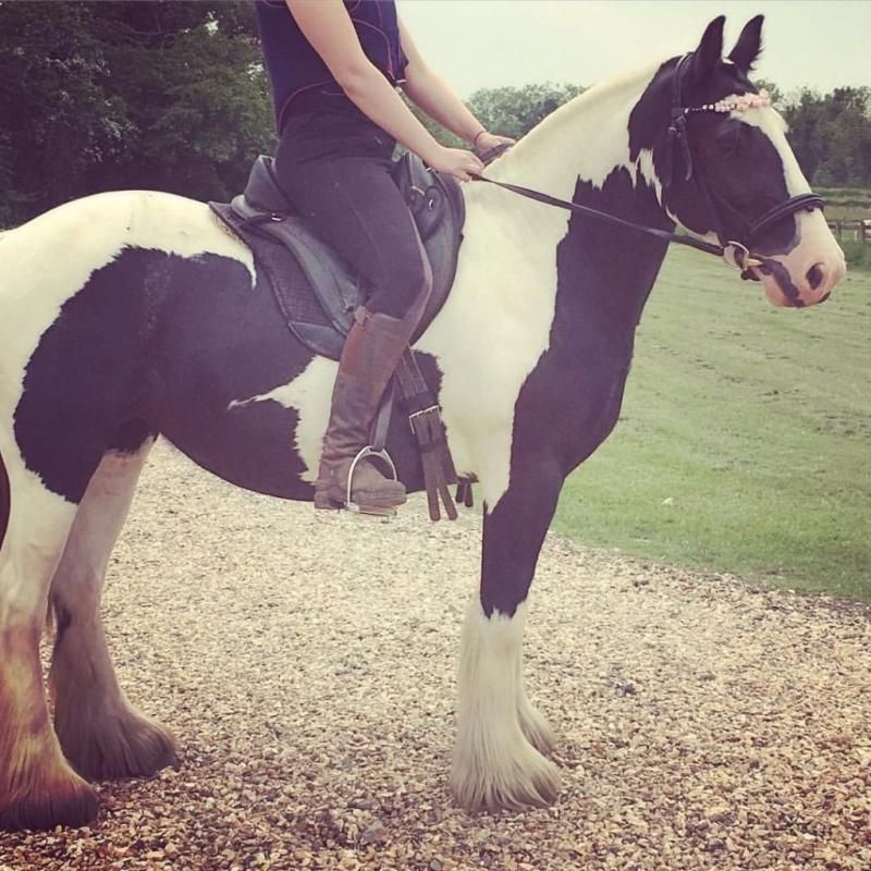 Gorgeous 14'2/3 Gypsy Cob for part loan