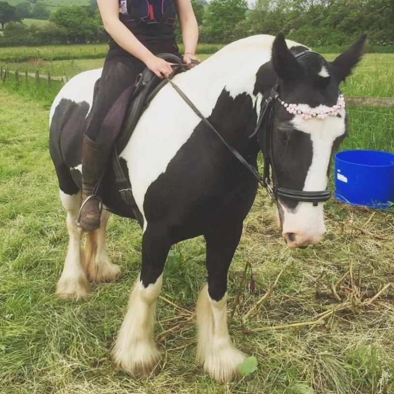 Gorgeous 14'2/3 Gypsy Cob for part loan