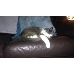 13year old female outdoor cat free to good home
