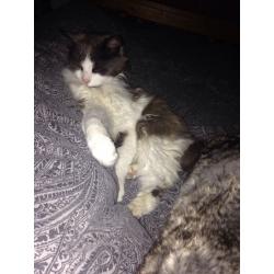 13year old female outdoor cat free to good home
