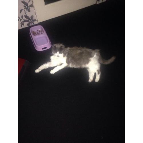 13year old female outdoor cat free to good home
