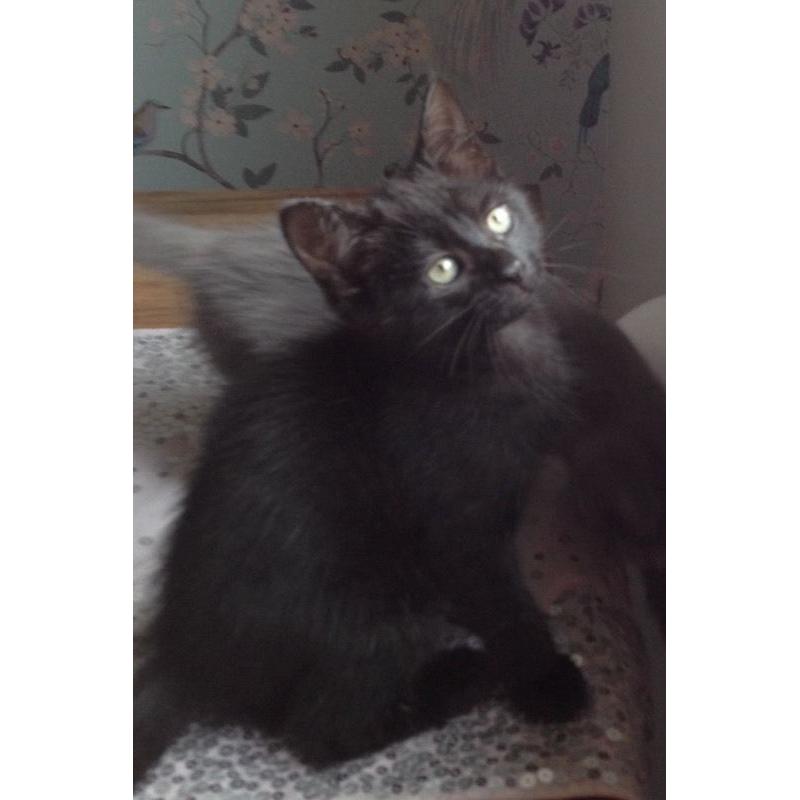 Beautiful female kitten for sale
