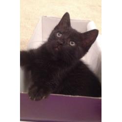 Beautiful female kitten for sale