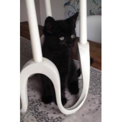 Beautiful female kitten for sale