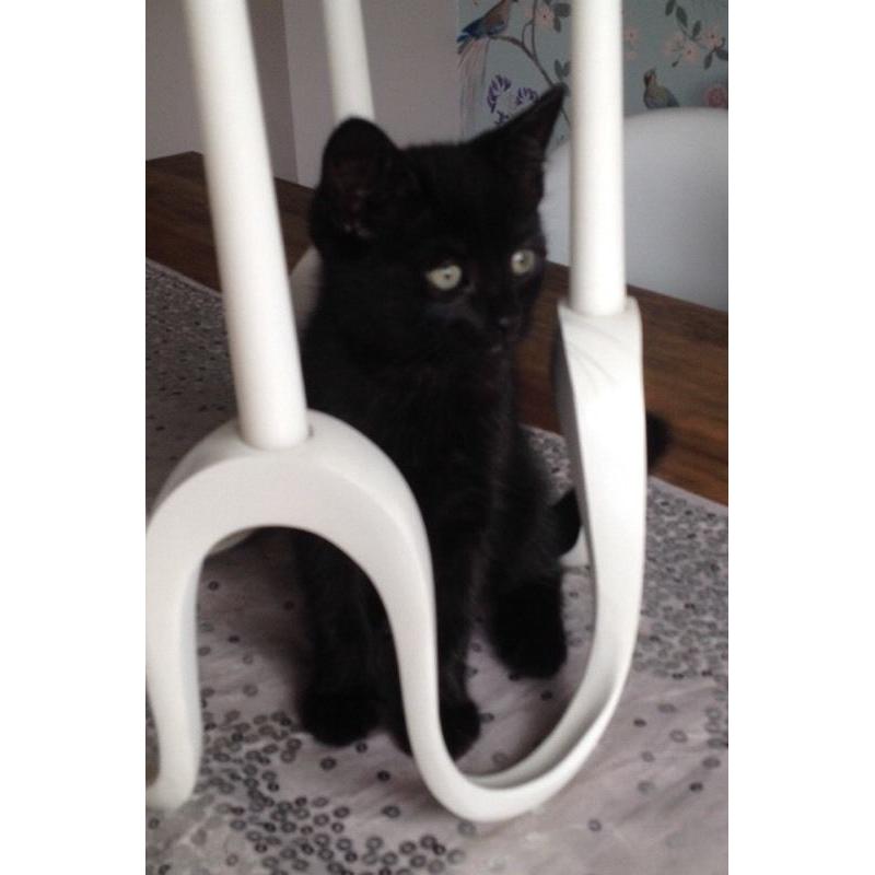 Beautiful female kitten for sale