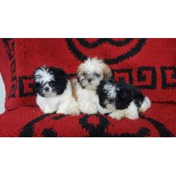 Miniature shih tzu puppies