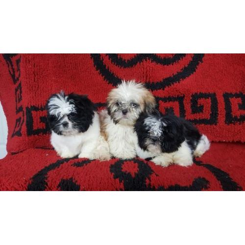 Miniature shih tzu puppies
