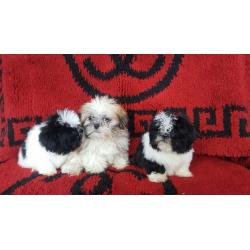 Miniature shih tzu puppies