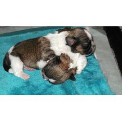 full breed shih tzu pups 4 girls .mum and dad can be seen all pups well marked