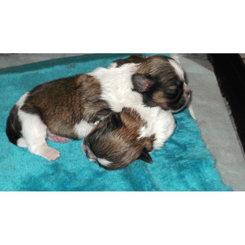 full breed shih tzu pups 4 girls .mum and dad can be seen all pups well marked