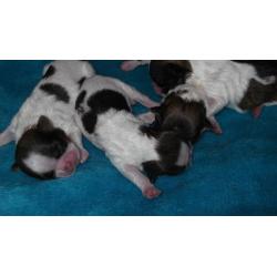 full breed shih tzu pups 4 girls .mum and dad can be seen all pups well marked