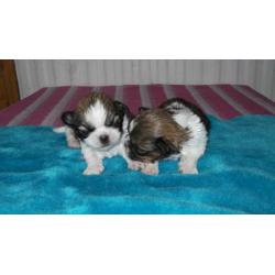 full breed shih tzu pups 4 girls .mum and dad can be seen all pups well marked