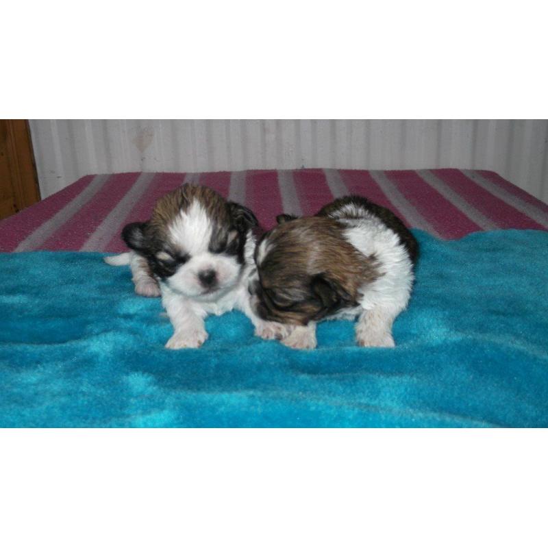 full breed shih tzu pups 4 girls .mum and dad can be seen all pups well marked
