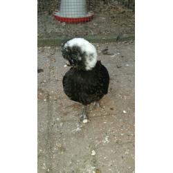 Polish hen