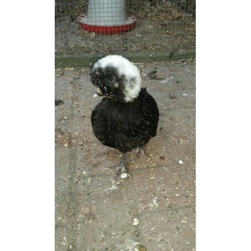 Polish hen