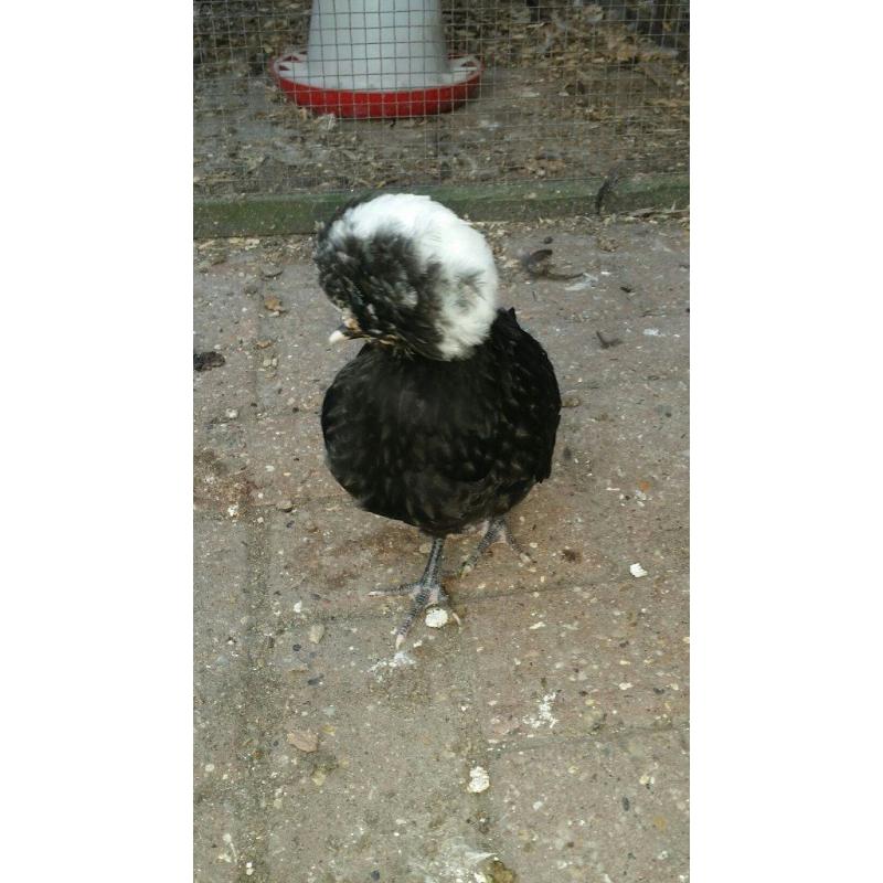Polish hen