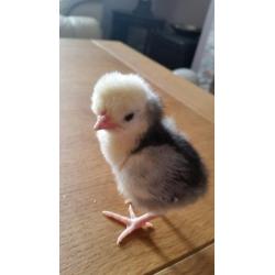Polish hen