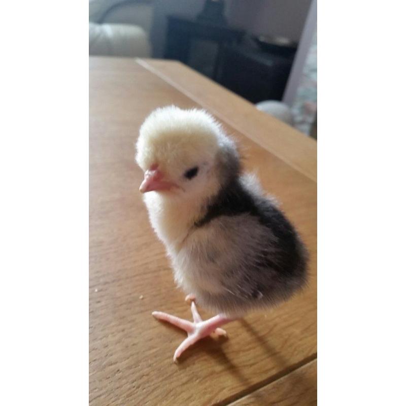 Polish hen