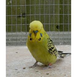 2 baby Budgies for sale