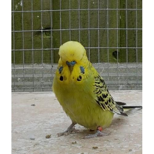 2 baby Budgies for sale