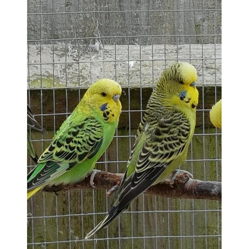 2 baby Budgies for sale